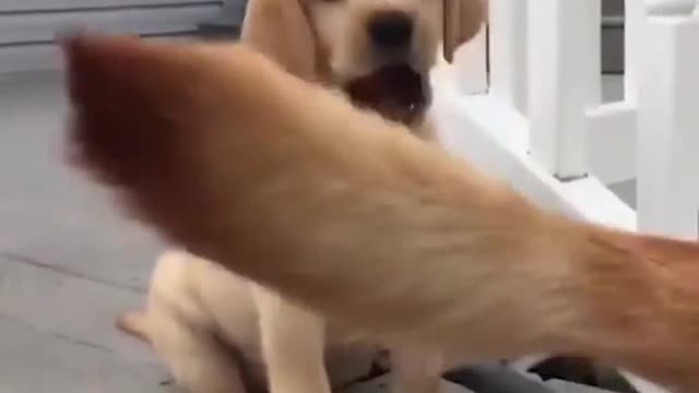Funny dog clips 22