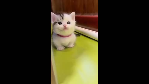 Beautyful cat in the world