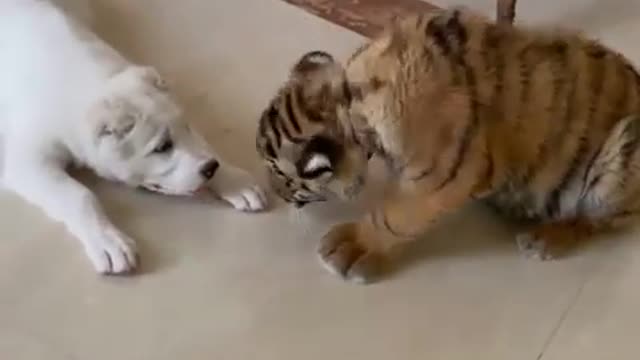 Puppy vs tiger WAR