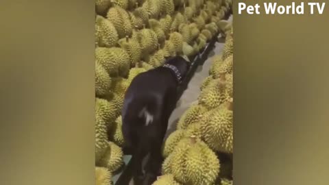 funny prank videos ....only for enjoy