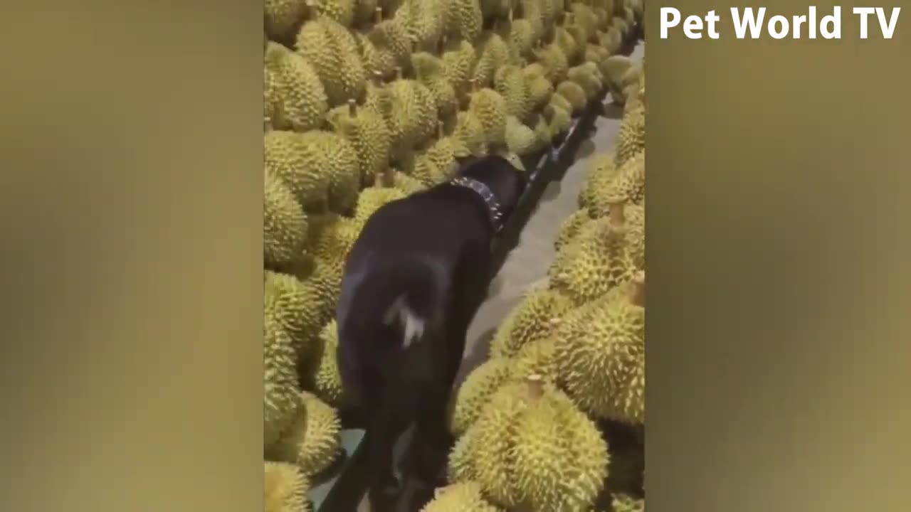 funny prank videos ....only for enjoy