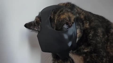 The Moment Cat Became Batman