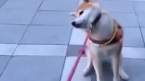 Dog don't wanna walk