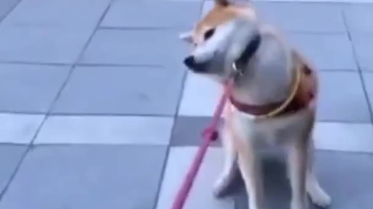 Dog don't wanna walk