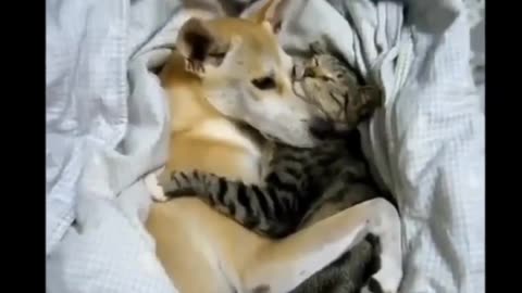 Top 10 Cats and Dogs best friends#3457 best