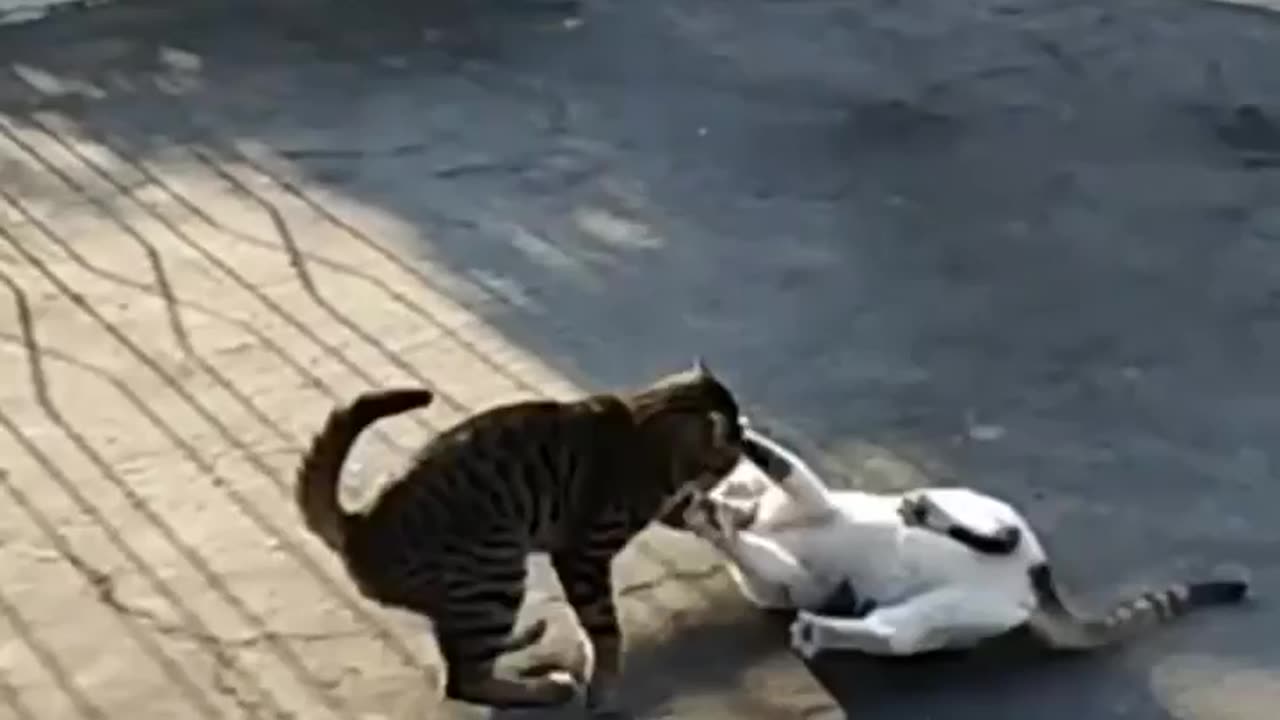 Funny cat