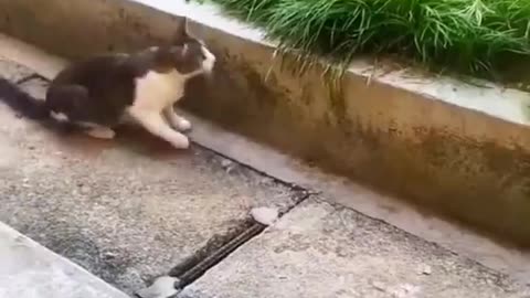 funny cat video