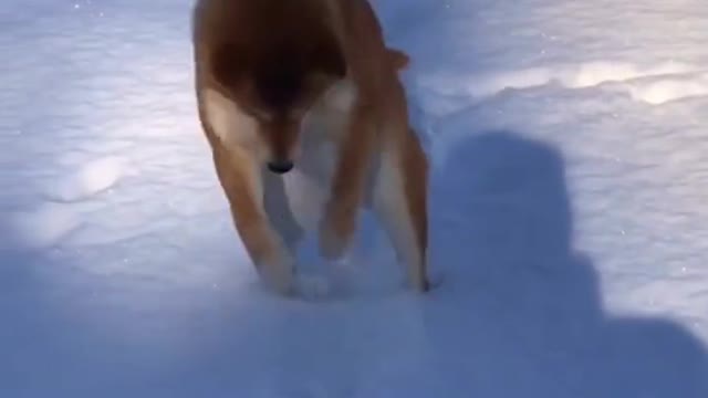 Why are some dogs afraid of cold. But some dogs like playing in the snow?