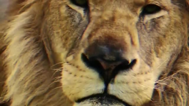 You can't dry me out like a lion