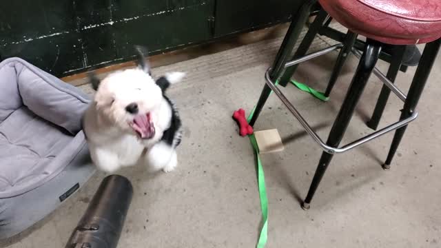 George vs The Leaf Blower