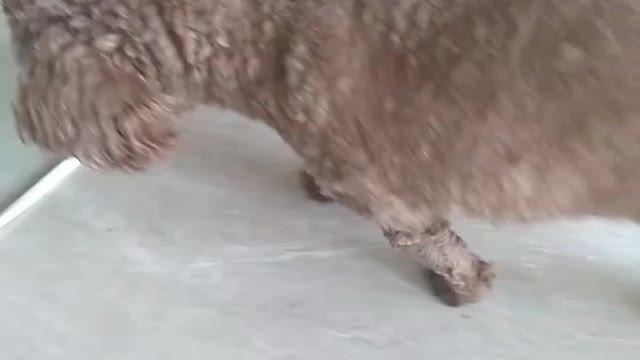 He seemed shy and walked silently under the table