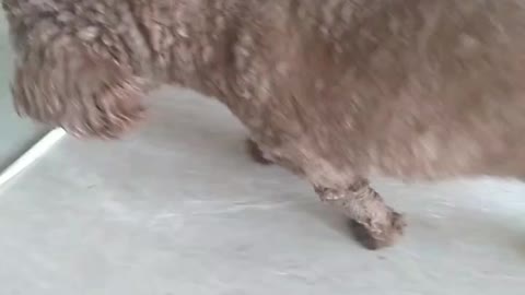 He seemed shy and walked silently under the table