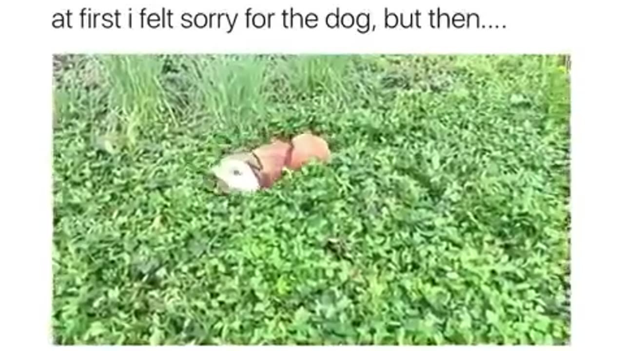 Funny Dog