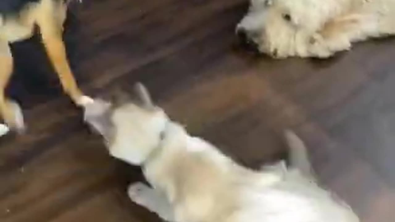 Cat vs Dog crazy fight 😡 cat vs Dog fight