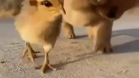 Puppy and chicks funny