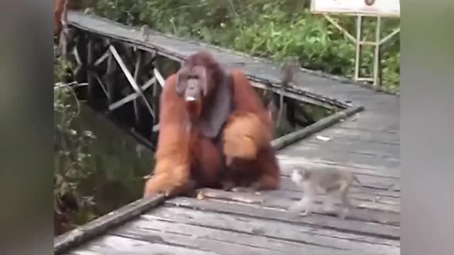 Monkey Steals Banana from Indonesian Orangutan's Mouth 'Instant Regret'