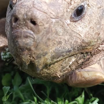 🐢 𝔾𝕠𝕠𝕕 𝕄𝕠𝕣𝕟𝕚𝕟𝕘 𝕋𝕠𝕟𝕜𝕒! 😄