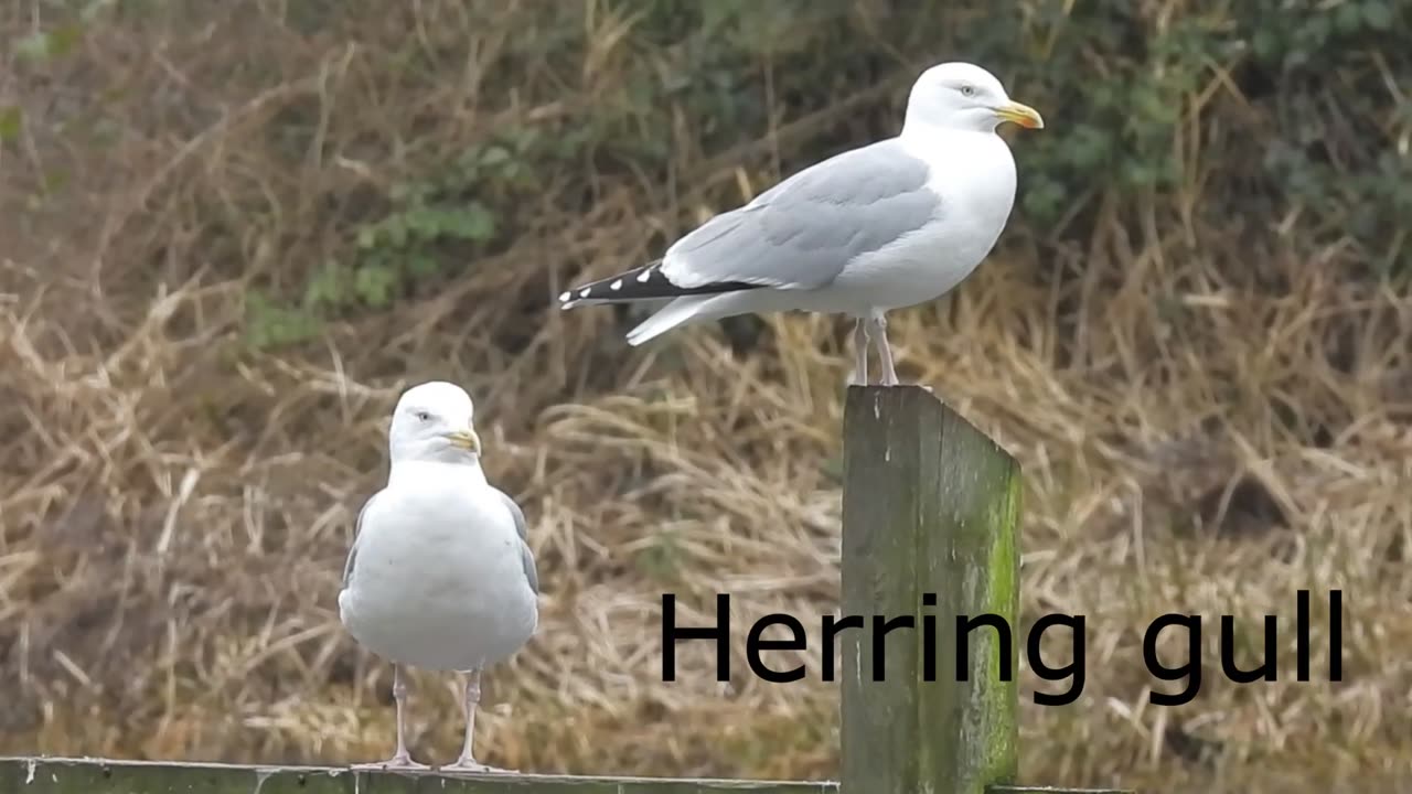 15 UK BIRD calls and songs!