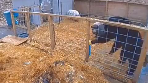 Pigs Don't Back Down to Bear