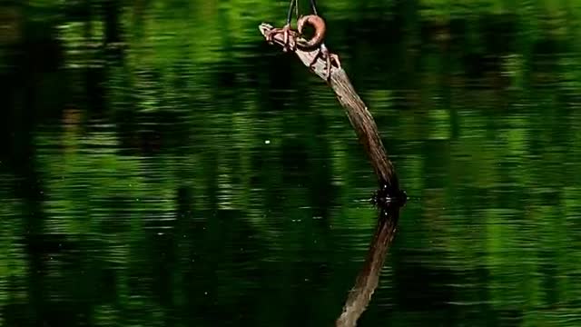 Birds # animals # The joy of eating fish