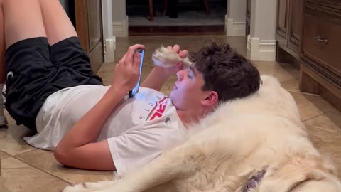 Using a Dog's Paw to Swipe Phone