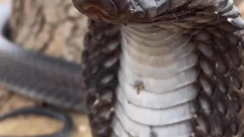 King cobra