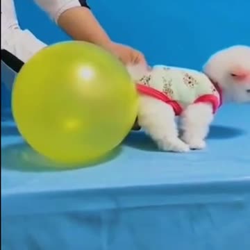 Who wants this balloon?