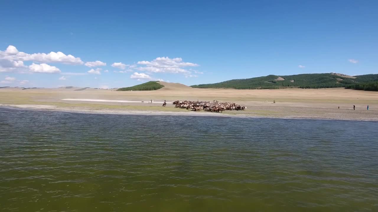 Zoom in from lake in mongolia to herd of horses walking along the water. Aerial