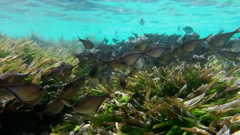 tiny fishes swimming in a group