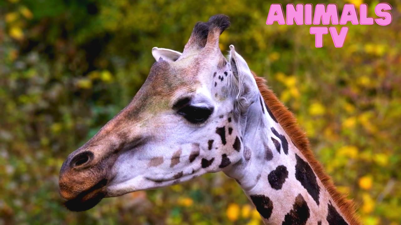 Heads of two giraffes in front of green trees