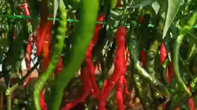 Special curly chili for cooking spices- not spicy