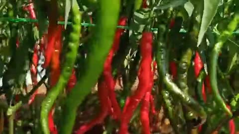 Special curly chili for cooking spices- not spicy