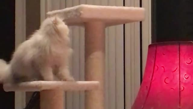 Maximus the cat