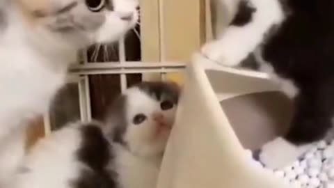 Funny Cats and animals