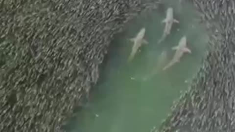 Spectacular footage of sharks swimming through a school of fish