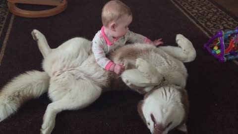 Husky plays with baby