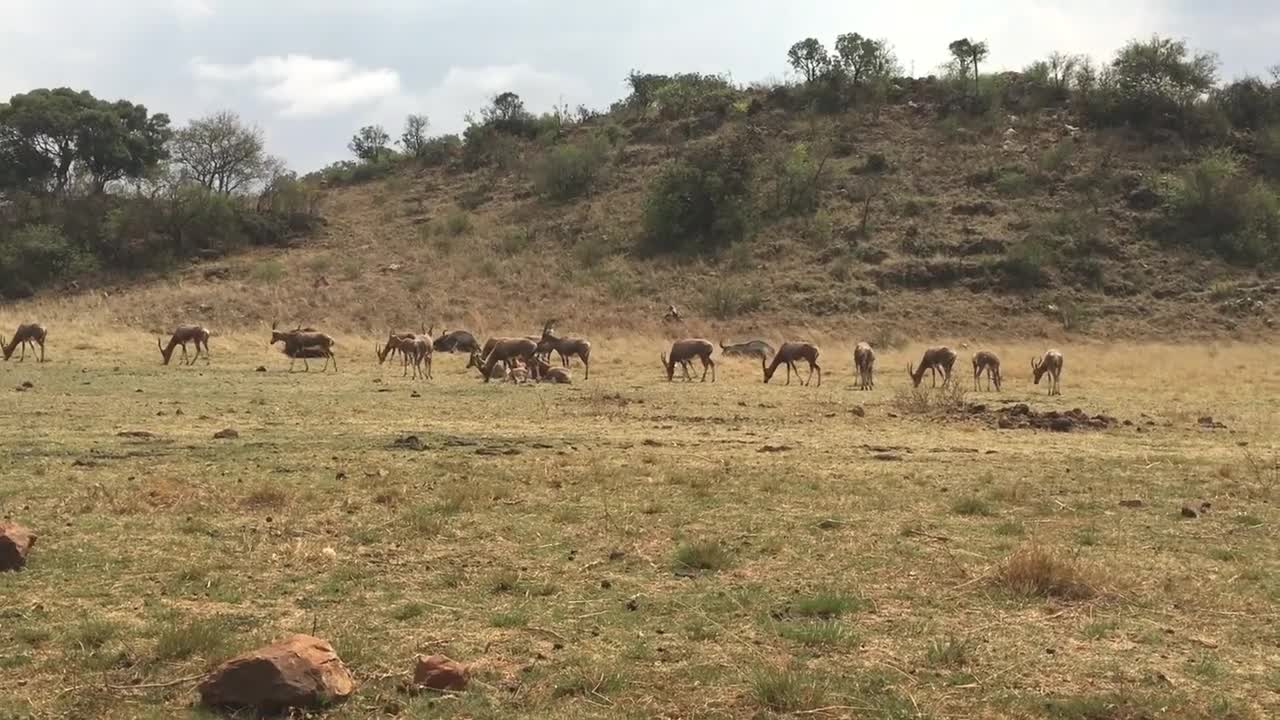 Africa Animals Wilderness Wildlife Herd Flock