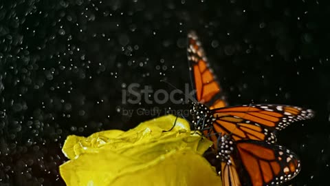 beautiful butterfly flying