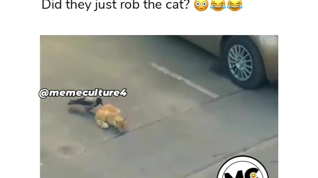 OMG 2 crows rob a cat