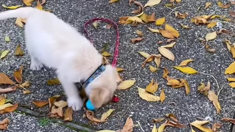 Puppy Finds the Perfect Solution! 🐶✨