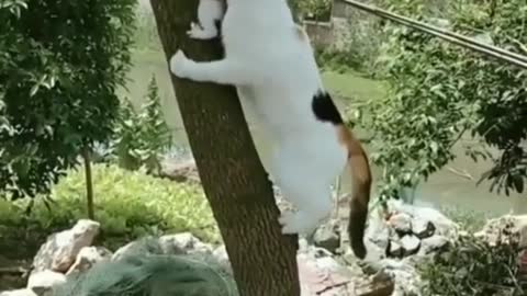 Funny Cat Videos🤣 #02