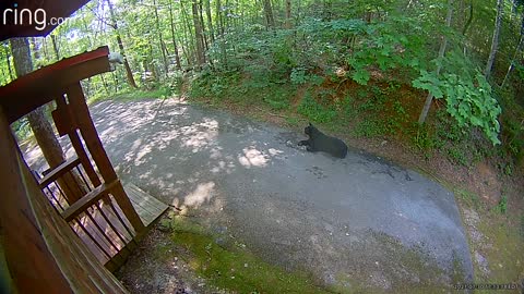 Bear's Slumber Interrupted by Police Siren