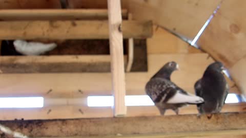 Flock it Farm: Pigeons and Peafowl