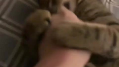 Very playful cat is biting me😂#cute #funny #cat #viral #kitten #pets #fyp #shorts #trending #short