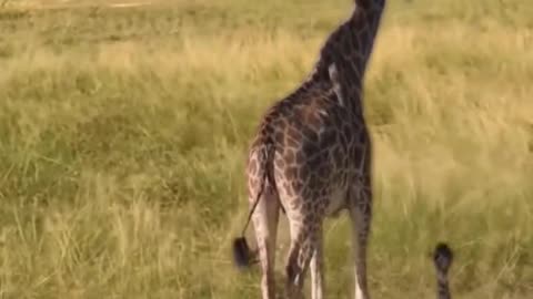 giraffe sounds | lion can not attack