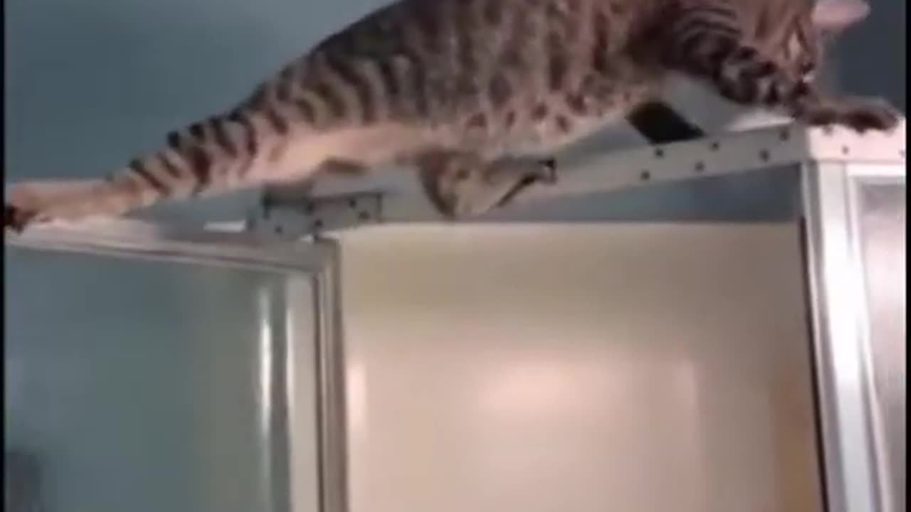 Don't mind me, I'm just stretching| Funny animals