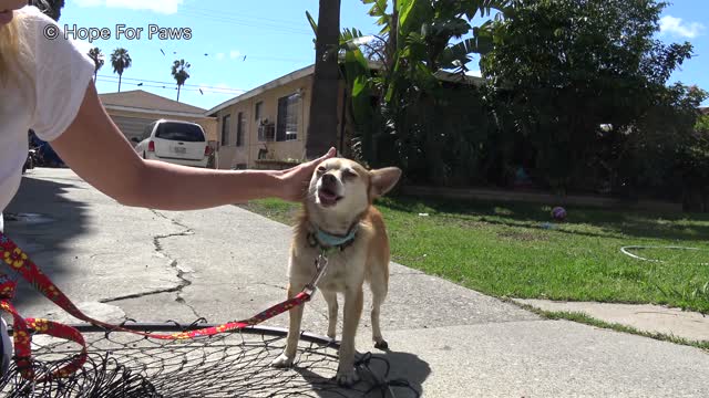 Neighbors told us that his owner died and he became homeless.