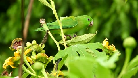 A Cute Parrot eating