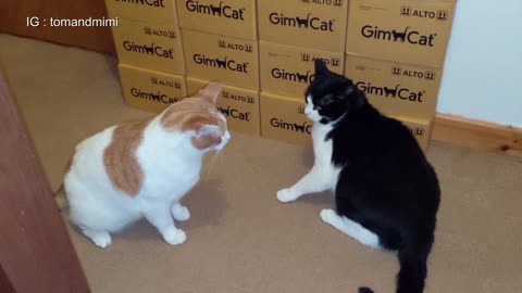 A primeira coisa que as pessoas erram sobre gatos