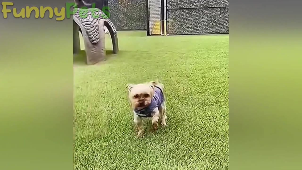 animal funny
